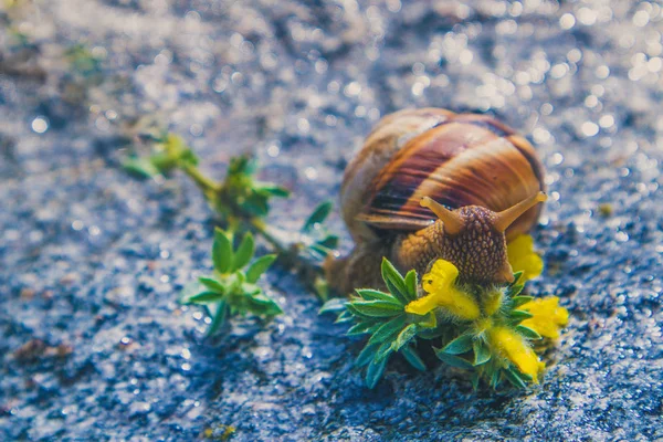 Zdjęcie przedstawia dzikie piękne duże piękne ślimak z shel spiralne — Zdjęcie stockowe