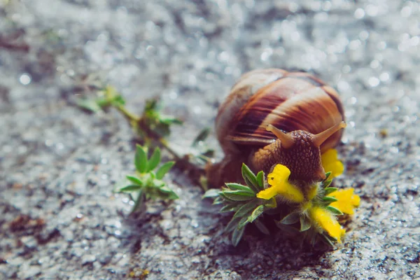 Photo depicts a wild lovely big beautiful snail with spiral shel — Stock Photo, Image