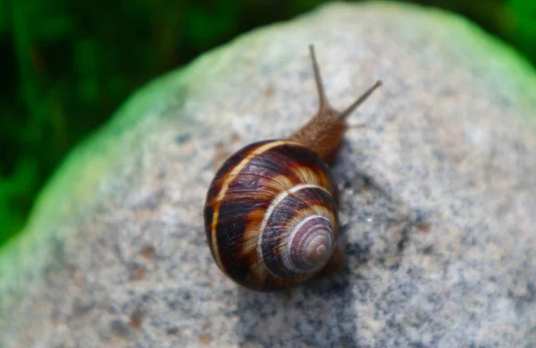 Zdjęcie przedstawia dzikie piękne duże piękne ślimak z shel spiralne — Zdjęcie stockowe