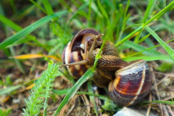 图为两只野性可爱的大美丽蜗牛 — 图库照片