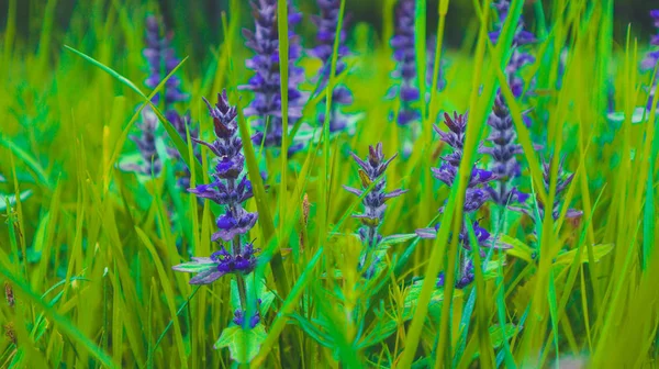 Flores de prado, natureza de montanha, verão. Foto retrata um ple — Fotografia de Stock