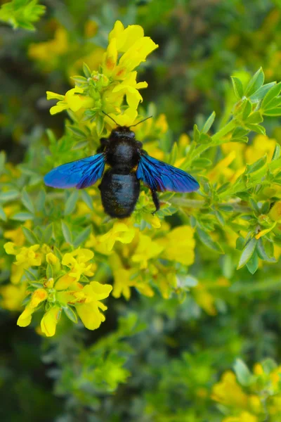 Xylocopa valga, abelha carpinteiro recolhe pólen na floresta. Bla... — Fotografia de Stock