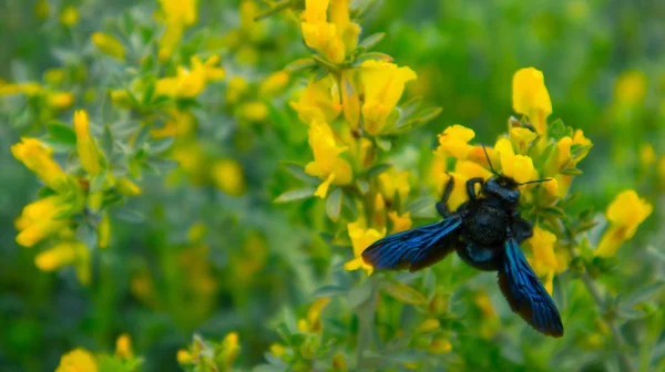 Xylocopa Valga, marangoz arı ormanda polen toplar. Bla