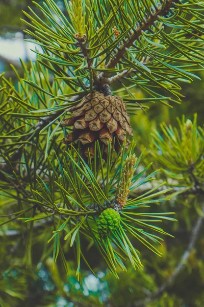 Photo depicting a bright evergreen pine three with a new small g — Stock Photo, Image