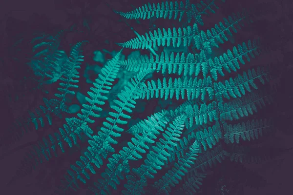 Místico colorido verde brilhante samambaia folhas fundo. Fe exótica — Fotografia de Stock