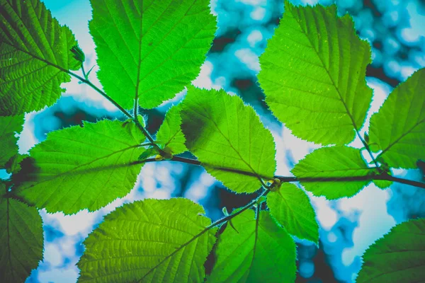 Macro vista de primavera del brunch del árbol con gran verde fresco encantador — Foto de Stock