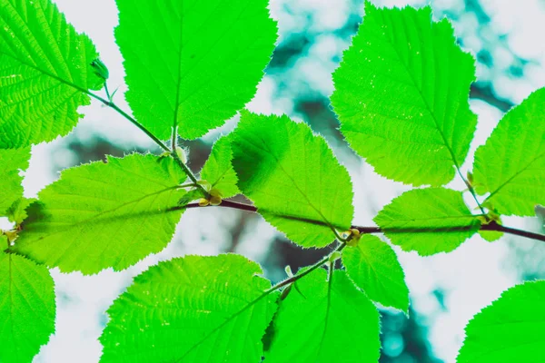 Macro vista de primavera do brunch árvore com grande verde fresco adorável — Fotografia de Stock