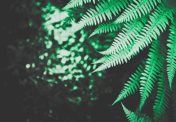 Vackra färgglada ljus grön ormbunke löv bakgrund. Exotiska f — Stockfoto