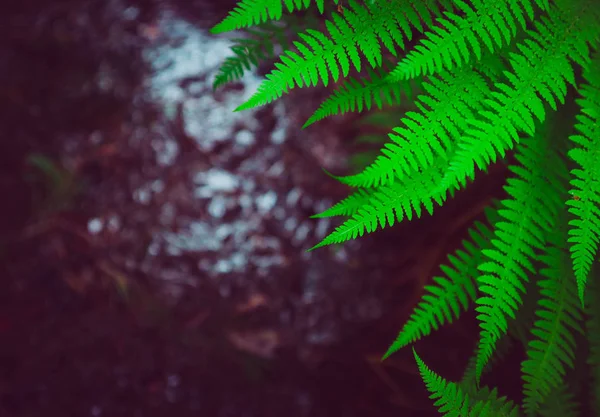 Vackra färgglada ljus grön ormbunke löv bakgrund. Exotiska f — Stockfoto