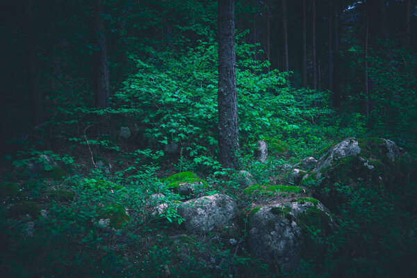 Mixed greenwood forest. Photo depicting dark misty evergreen pine tree backwoods. Summertime.