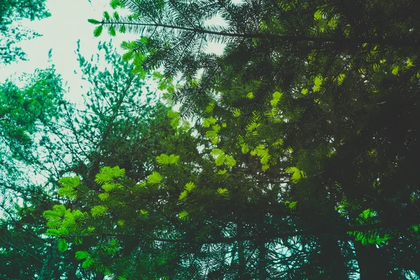 Zdjęcie przedstawiające igły zielone drzewo jasny wiecznie świeże sosny — Zdjęcie stockowe