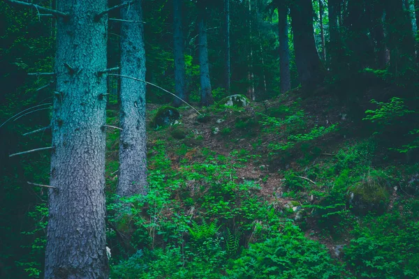 Floresta mista de madeira verde. Foto retratando escuro neblina perene pino — Fotografia de Stock