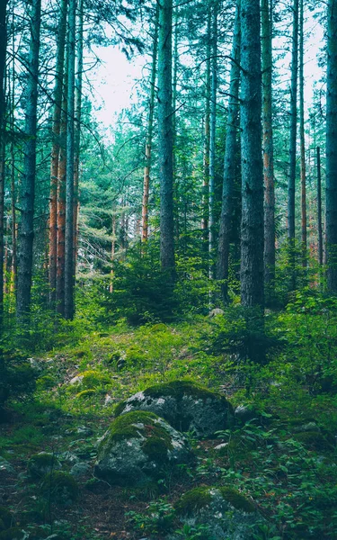 Floresta mista de madeira verde. Foto retratando escuro neblina perene pino — Fotografia de Stock