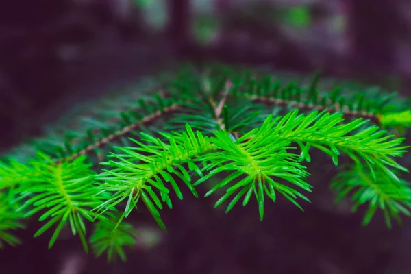 照片描绘了一个明亮的常绿新鲜松树绿色针 — 图库照片