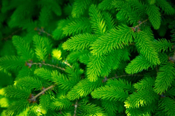 Foto föreställande en ljusa vintergröna färska tallbarr träd grön — Stockfoto