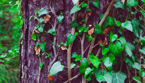 Photo représente une fée belles branches de lierre plante grimpante — Photo