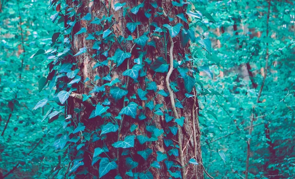 Zdjęcie przedstawia bajki piękna gałęzi bluszczu rośliny pnące — Zdjęcie stockowe