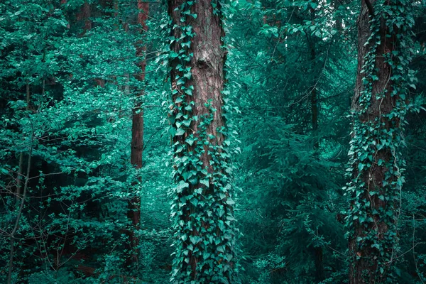 Foto retrata uma fada belos ramos de planta de escalada hera — Fotografia de Stock