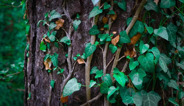 Photo représente une fée belles branches de lierre plante grimpante — Photo