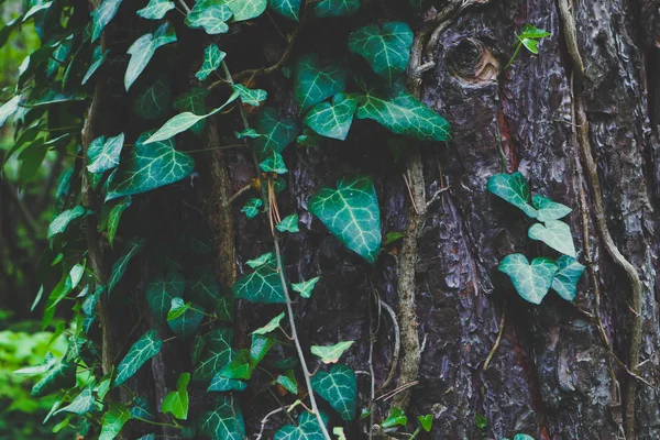 Foto retrata uma fada belos ramos de planta de escalada hera — Fotografia de Stock