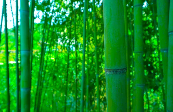 Vacker bambu grön färsk skog grenar. Asiatisk natur, japa — Stockfoto