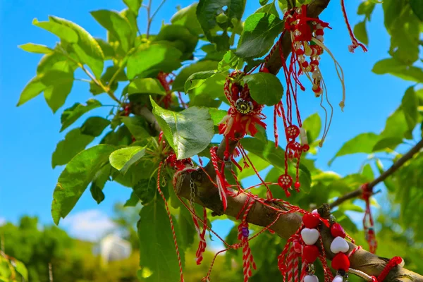 Makro fjäder utsikt över träd brunch med gröna fräscha vackra Lea — Stockfoto