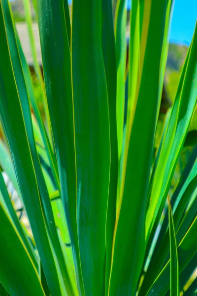 Δάσος πράσινο πολύχρωμα φύλλα παλάμης σε κοντινό πλάνο. Φωτογραφία απεικονίζει τη μακροεντολή v — Φωτογραφία Αρχείου