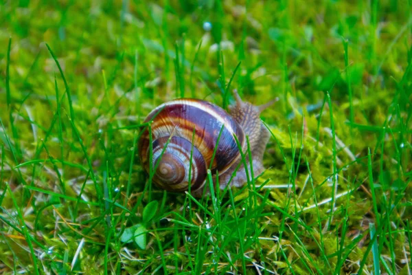 Photo depicts a wild lovely big beautiful snail with spiral shel — Stock Photo, Image