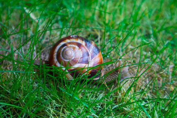 照片描绘了野生可爱大美丽蜗牛与螺旋 shel — 图库照片