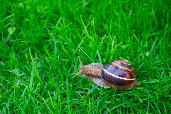 照片描绘了野生可爱大美丽蜗牛与螺旋 shel — 图库照片