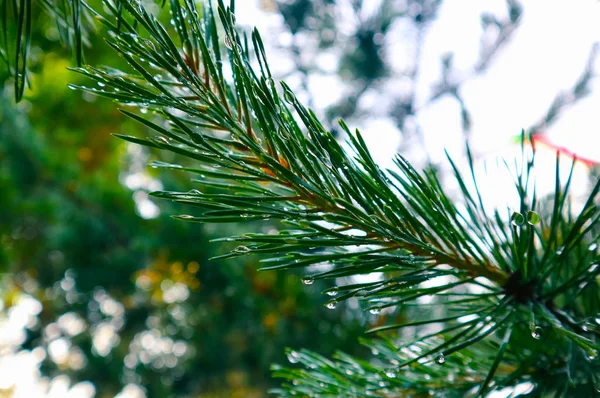 Foto retratando um pinheiro verde brilhante branc agulhas verdes — Fotografia de Stock