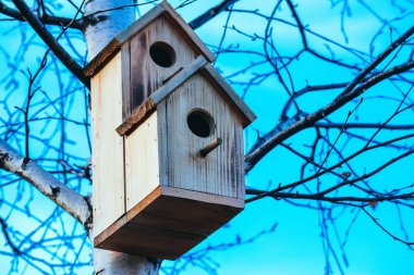 Huş ağacı, mavi gökyüzü arka plan üzerinde kuş yuvası. İç içe geçme kutusu bir t