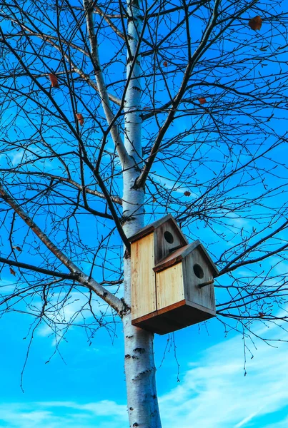 Holubník na bříza strom, modrá obloha pozadí. Vnoření pole na t — Stock fotografie