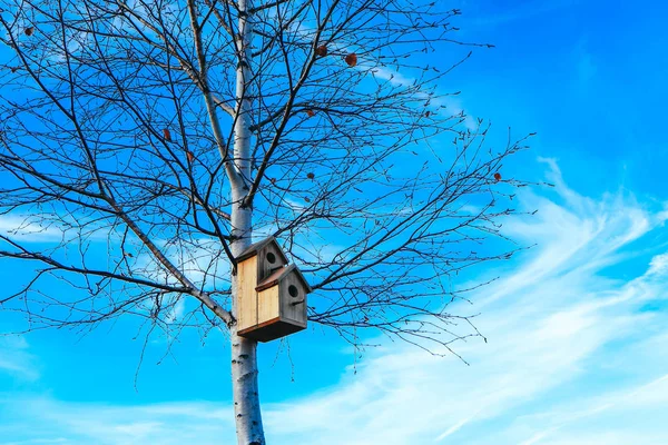 Holubník na bříza strom, modrá obloha pozadí. Vnoření pole na t — Stock fotografie