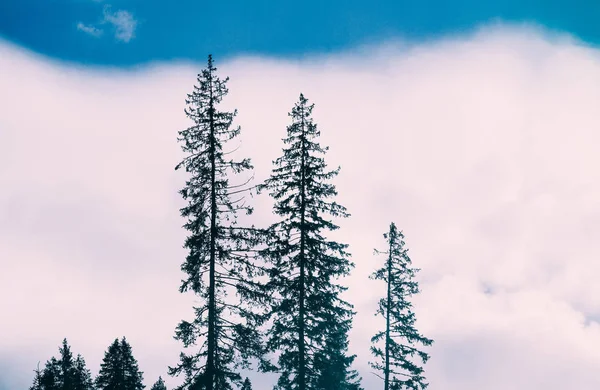 Mistik bir ormanda gösteren fotoğraf. Sisli ürkütücü sahne. Ağaçlar silhou — Stok fotoğraf