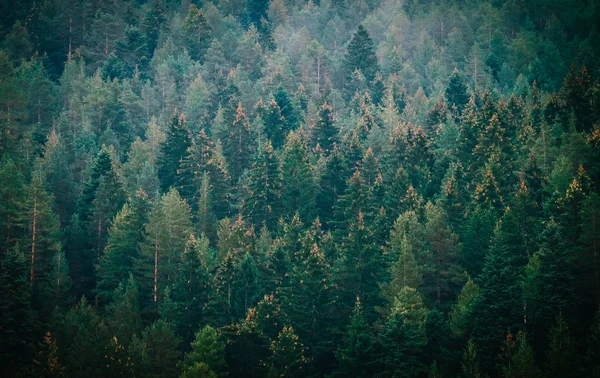 Pine dark creepy forest. Photo depicting dark misty pine tree ba