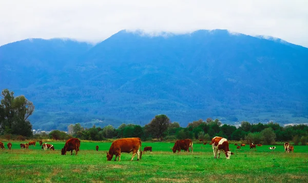 Foto que representa un hermoso rebaño de vacas de color marrón lechoso. Las vacas pastan en —  Fotos de Stock