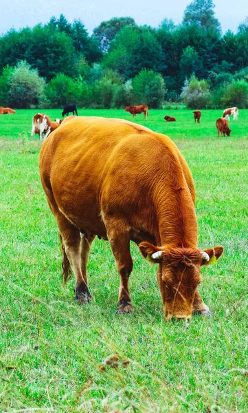 Foto que representa un hermoso rebaño de vacas de color marrón lechoso. Las vacas pastan en —  Fotos de Stock