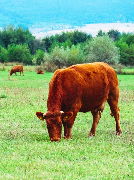 Η φωτογραφία που απεικονίζει ένα γαλακτώδες καφέ υπέροχο κοπάδι των αγελάδων. Οι αγελάδες βόσκουν σε — Φωτογραφία Αρχείου