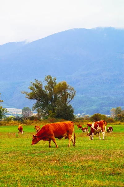 Foto que representa un hermoso rebaño de vacas de color marrón lechoso. Las vacas pastan en —  Fotos de Stock