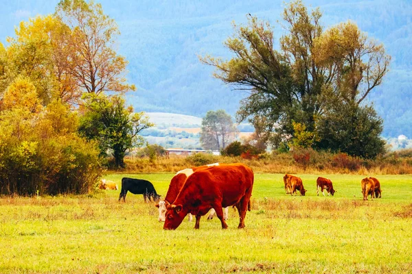 Foto que representa un hermoso rebaño de vacas de color marrón lechoso. Las vacas pastan en — Foto de Stock