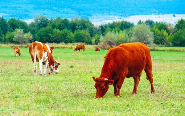 Foto que representa un hermoso rebaño de vacas de color marrón lechoso. Las vacas pastan en —  Fotos de Stock