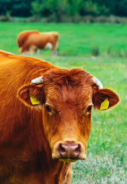 Foto que representa un hermoso rebaño de vacas de color marrón lechoso. Las vacas pastan en —  Fotos de Stock