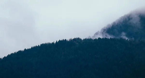 Hermosas montañas místicas brumosas. Nubes de niebla en el pino mi —  Fotos de Stock