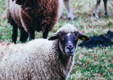 Yeşil çimenlerin üzerinde baş closeup otlatma koyun. Koyun kafa portrai
