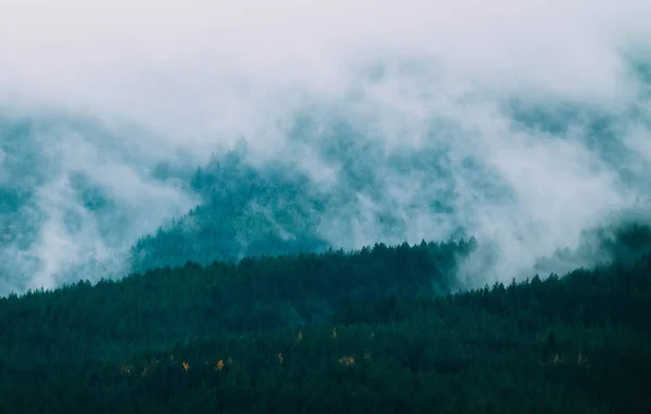 Hermosas montañas místicas brumosas. Nubes de niebla en el pino mi —  Fotos de Stock