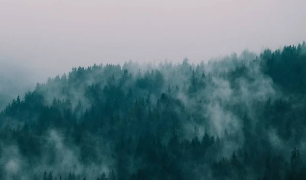 Hermosas montañas místicas brumosas. Nubes de niebla en el pino mi —  Fotos de Stock