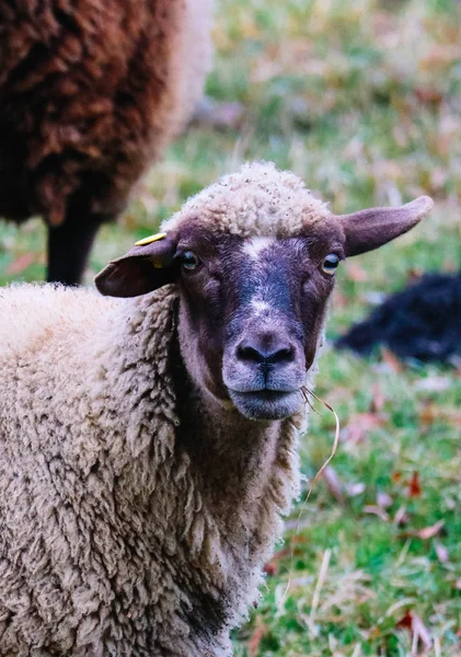 Ovelhas pastando em uma grama verde, cabeça closeup. Cabeça de ovelha retrata — Fotografia de Stock