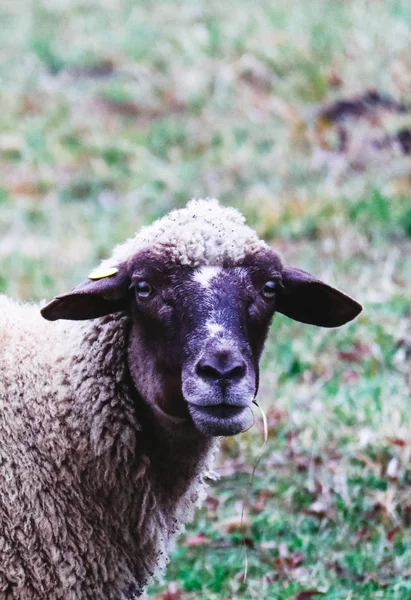 Schapen grazen op een groen gras, close-up van de kop. Schapen hoofd portrai — Stockfoto