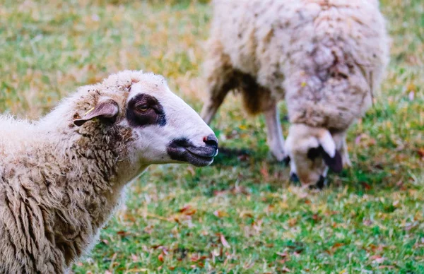 Owce pasące się na zielonej trawie, głowa zbliżenie. Owce głowy portrai — Zdjęcie stockowe